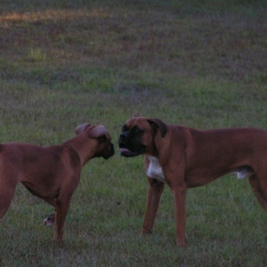 Wanna Play
