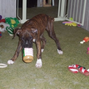 Halo stole the Peanut Butter