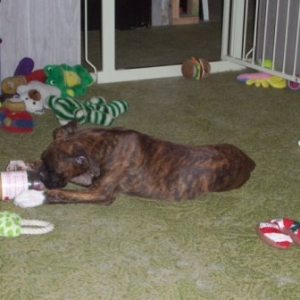 Halo with her toys at 3.5 months