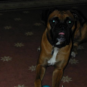 Ziggy