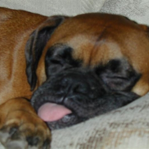 Sleepy Ziggy