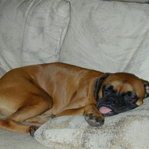 More Ziggy catching some Z's