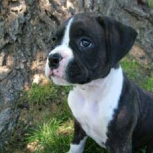 Cassius 7 weeks