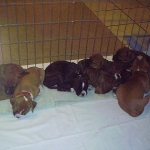 My Foster Puppies