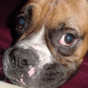 Kaiser Close Up
