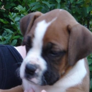 Schatzi