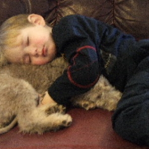 Not a Boxer but a Bedlington Terrier