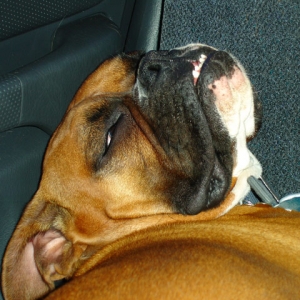Boxer Dreams