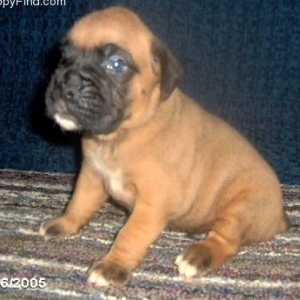Louie at 4 weeks