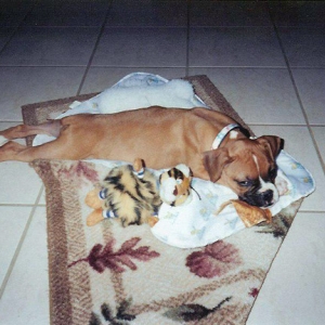 Parvo Survivor