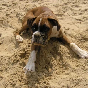 Eating Sand