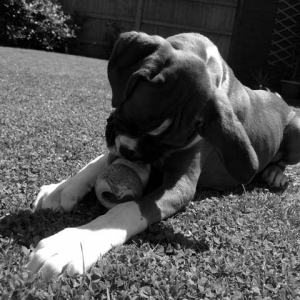 Black and white kong