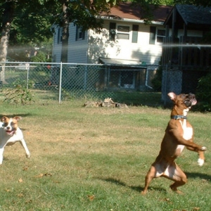 My Boxer Kangaroo