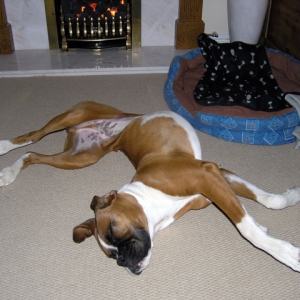 Contortionist