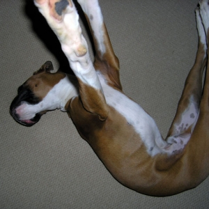 Doga
