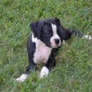 My Beautiful Black and White Boxer