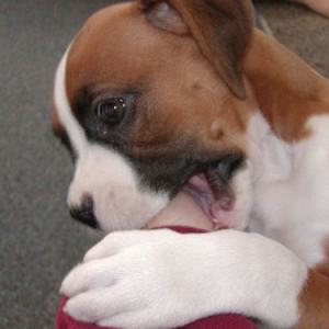 moms_a_chew_toy