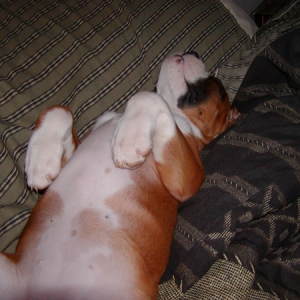 Nikki_sleeping