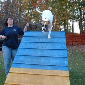 Agility Class