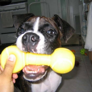 rubber bone