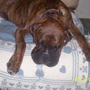 Smushy Face