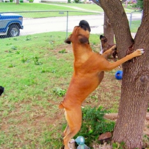 another tree huger