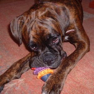What, it cleans your teeth as you chew?