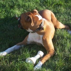 odie_12