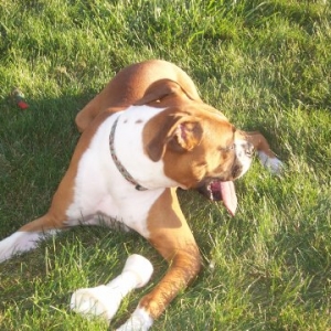 odie_13