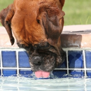 Sugar is thirsty