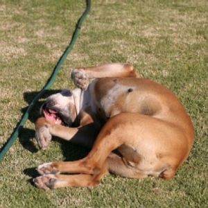 Ray having a good roll around in the grass
