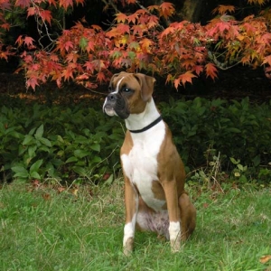 Blending into Autumn