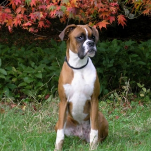 Red leaves, red dog