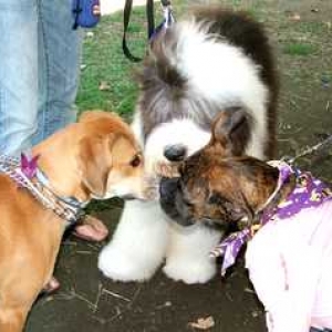 Party in the park