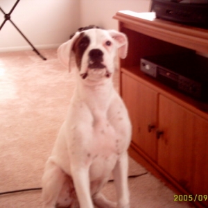 Clean_pup