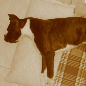 After the dog park