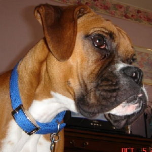 Rocky close up