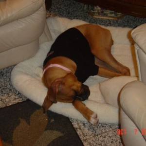 Harlie at Nonnas house