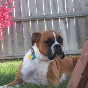 Just_Odie