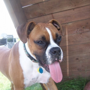 Odie_close_up