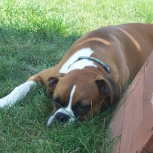 Odie_is_pooped