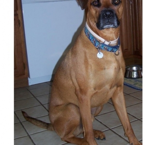 Red - Boxer/Rhodie Mix