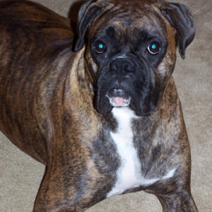Apollo 21 months old