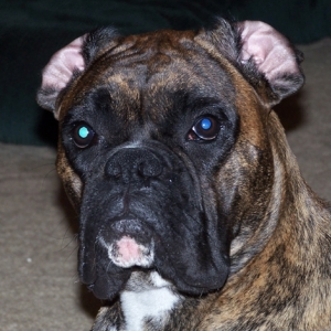 Apollo with built in A/C with those ears flipped back