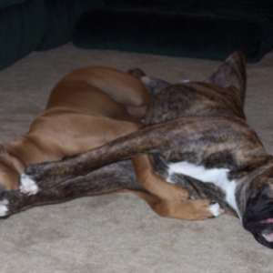Snuggle Boys
