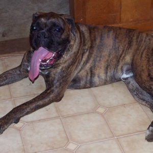 GOOD NIGHT look at that tongue!