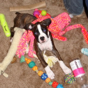 Look at all my toys