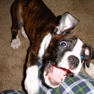 Barking at mom