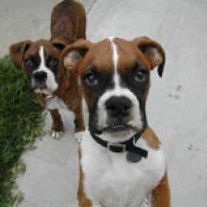 Wesson says hello!
