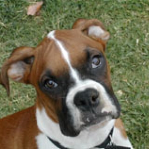 My Handsome Boy, Wesson